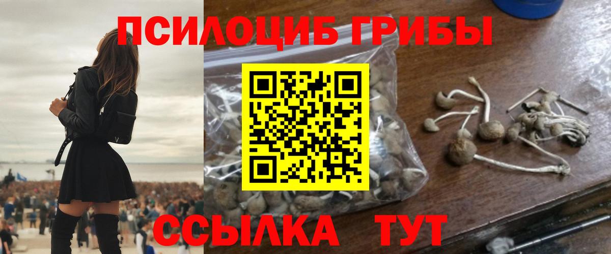Псилоцибиновые грибы Cubensis  цена   Ейск 